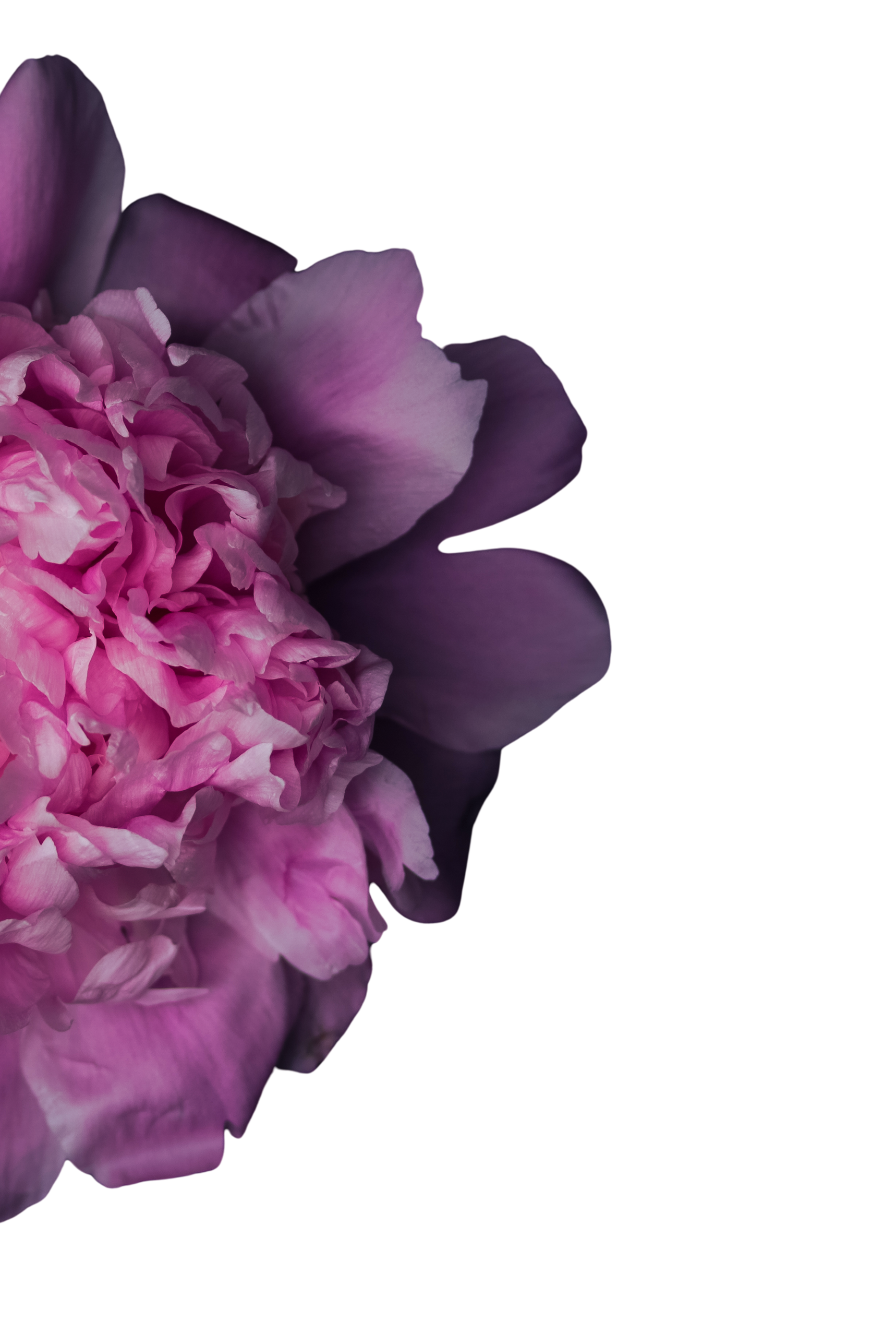 Peonies on Black Background