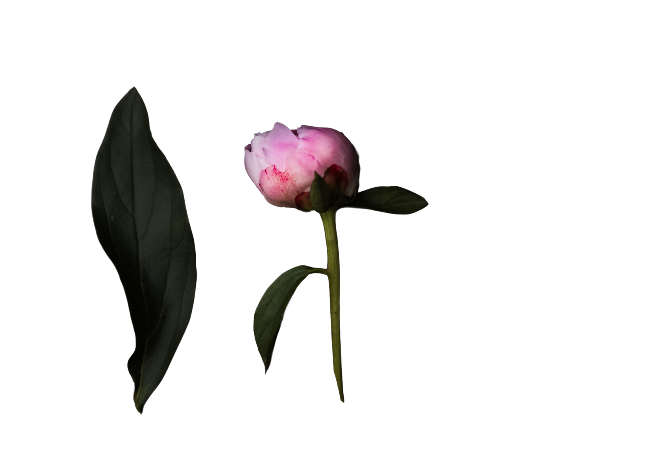 Peonies on Black Background