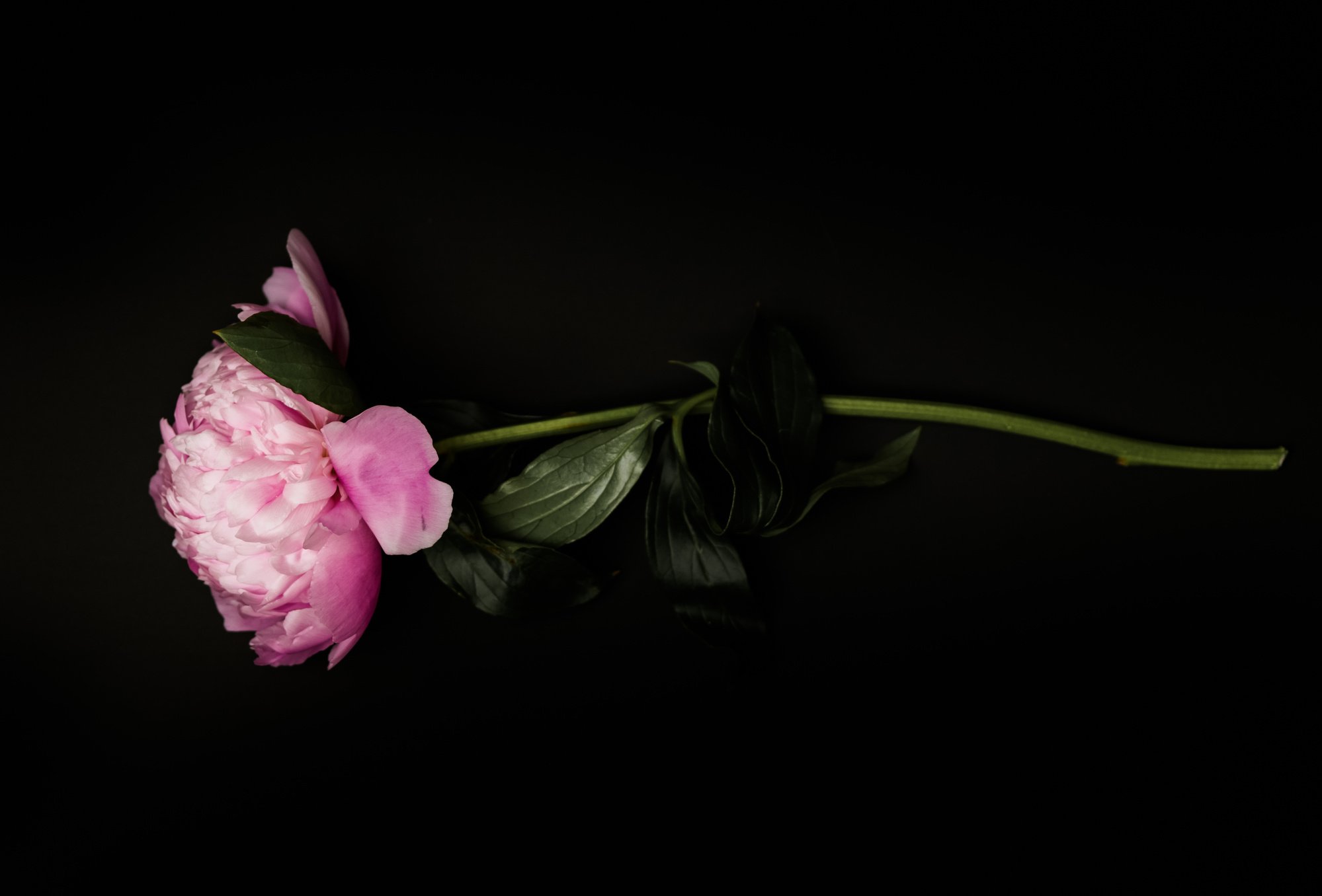 Peonies on Black Background