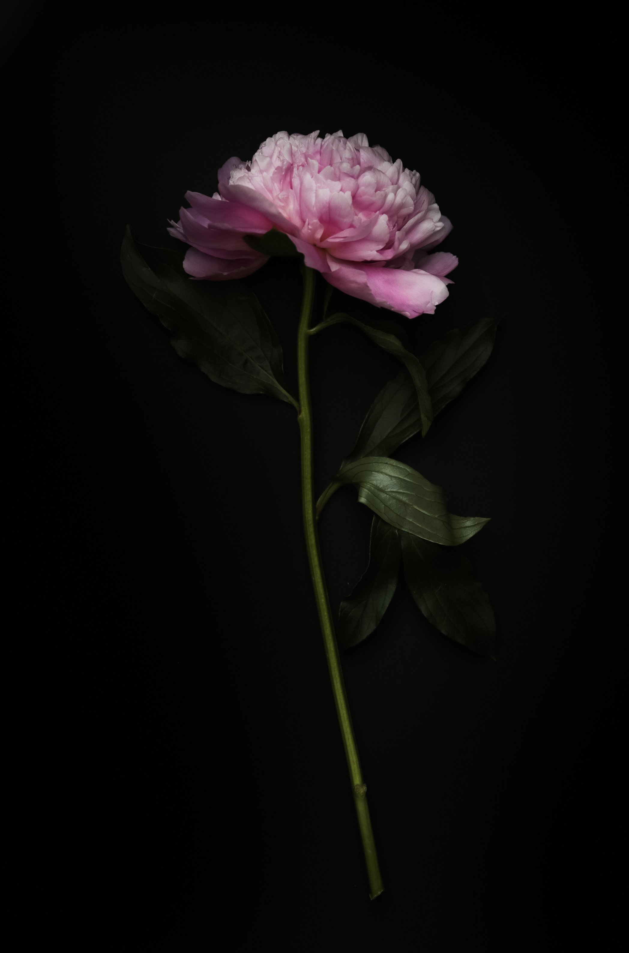 Peonies on Black Background